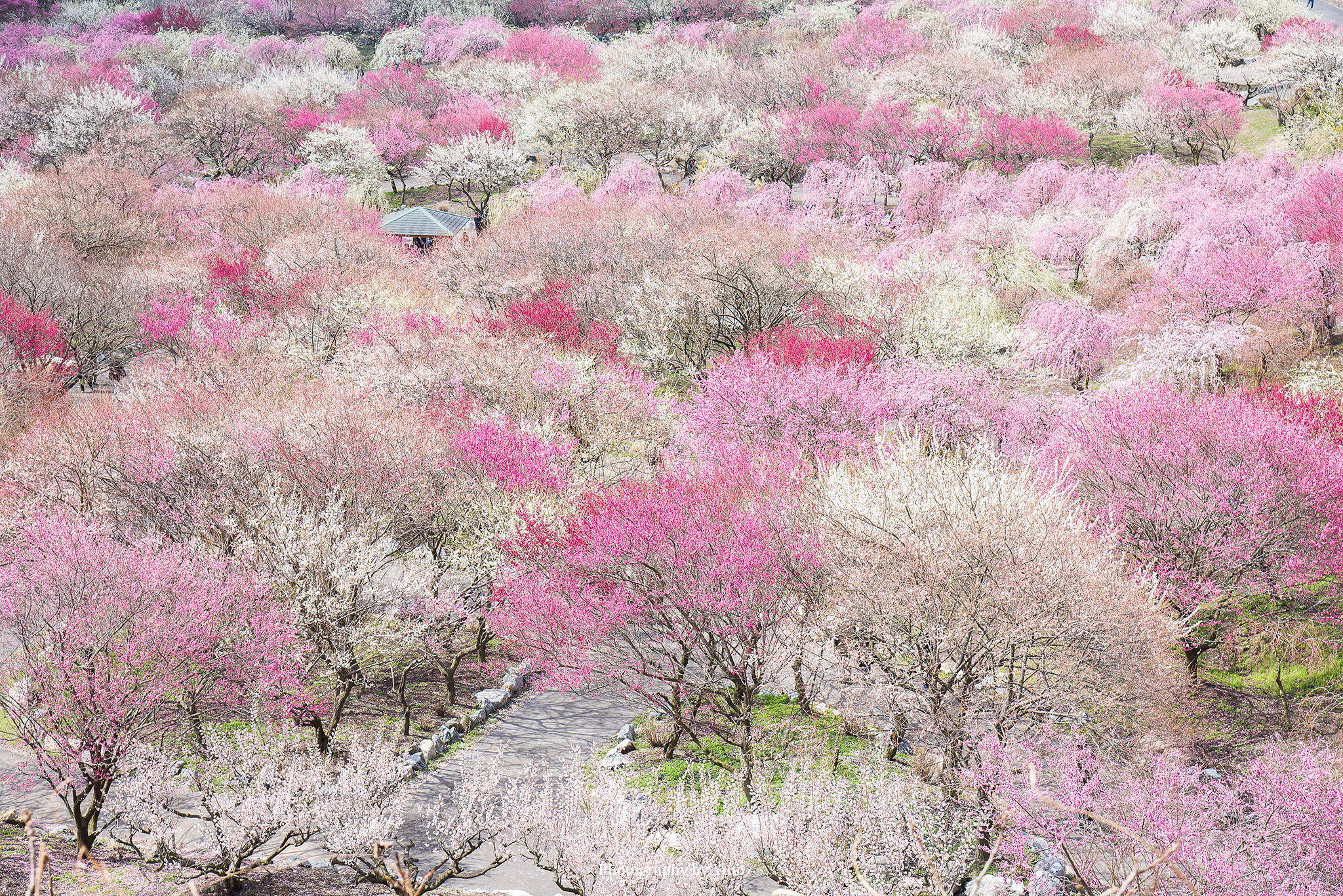 三重県の梅 河津桜 桜 撮影スポットまとめ