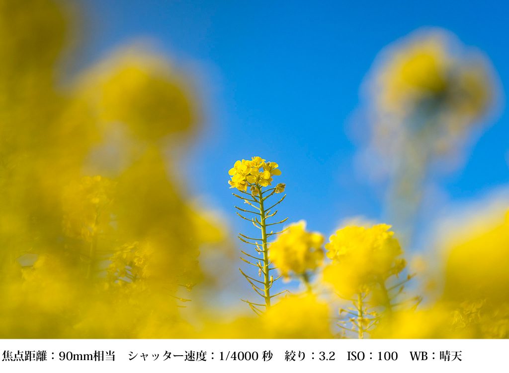 花の撮り方 菜の花 撮影と現像方法