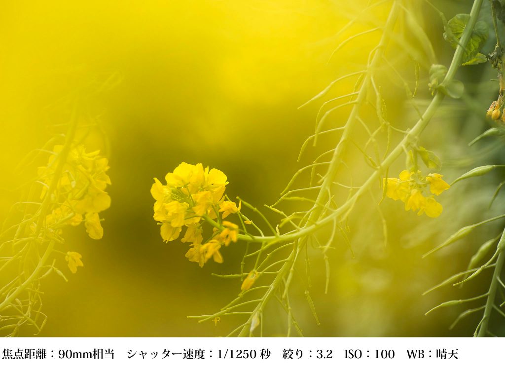 花の撮り方 菜の花 撮影と現像方法