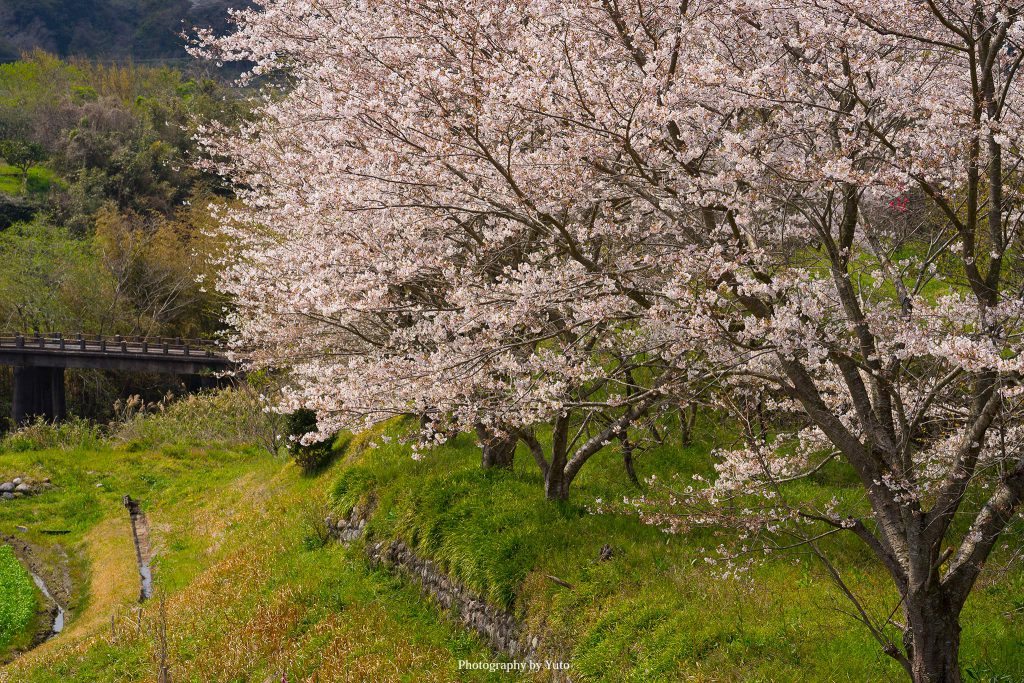 三重県伊賀市 国道163号線沿い 2020/4/4