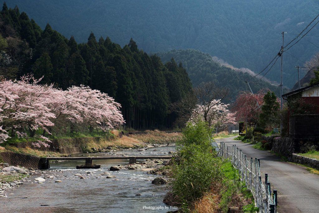 三重県伊賀市 服部川 2020/4/4