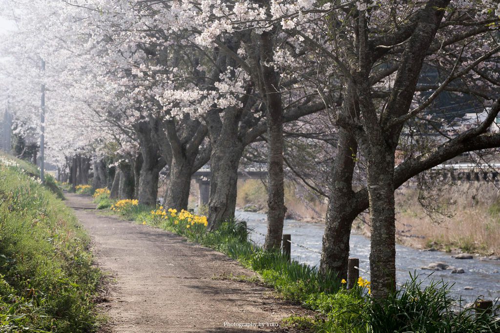 三重県伊賀市 川北の郷公園 2020/4/4