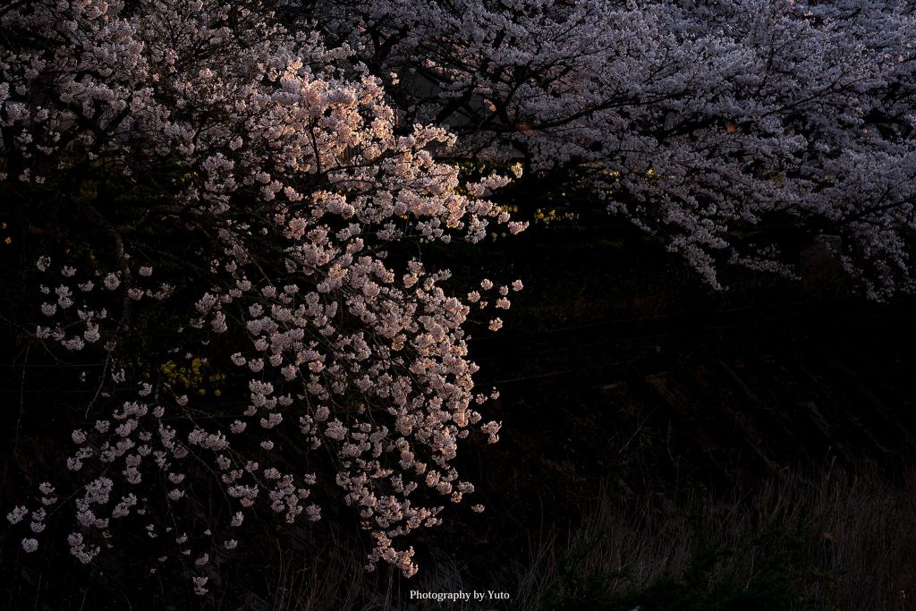 三重県伊賀市 川北の郷公園 2020/4/4