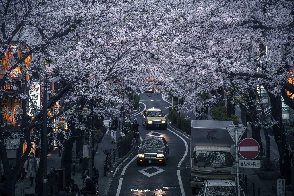 東京の桜 桜坂 渋谷駅近くにある隠れた桜名所