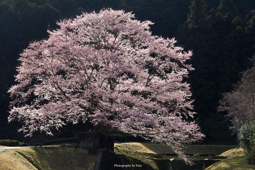 三重県津市 竹原 淡墨桜公園 2019/3/25