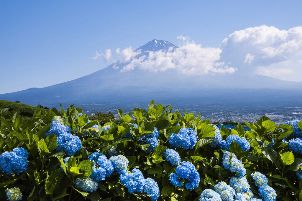 富士山とアジサイ（静岡県富士市）